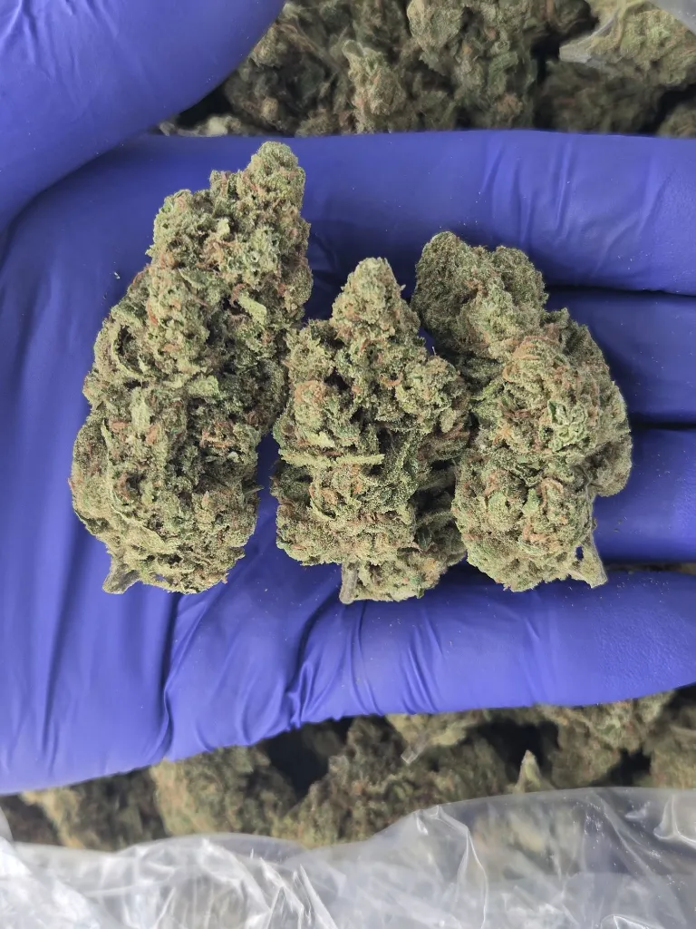 Blue dream nugs.webp