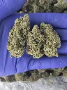 Blue dream nugs.webp