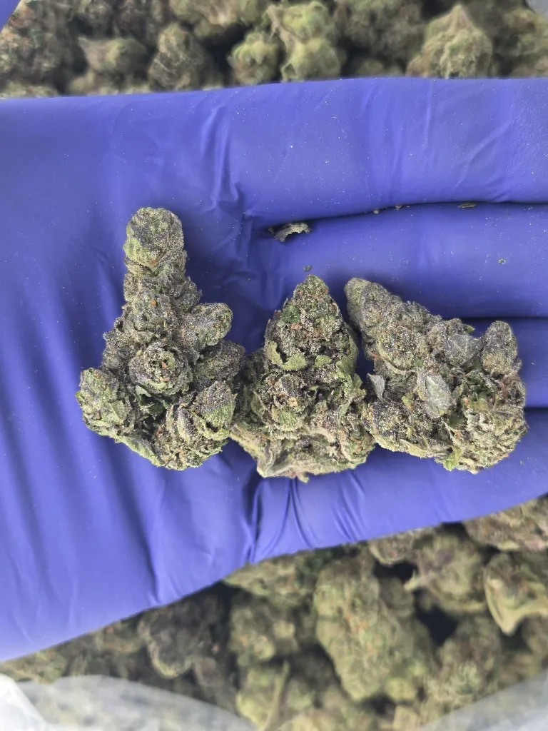 Candy Gelato nugs.webp