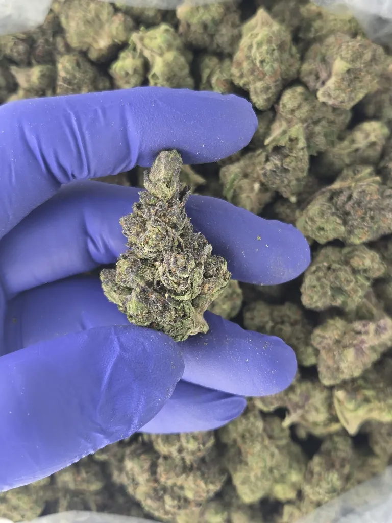 Candy gelato nug 2.webp