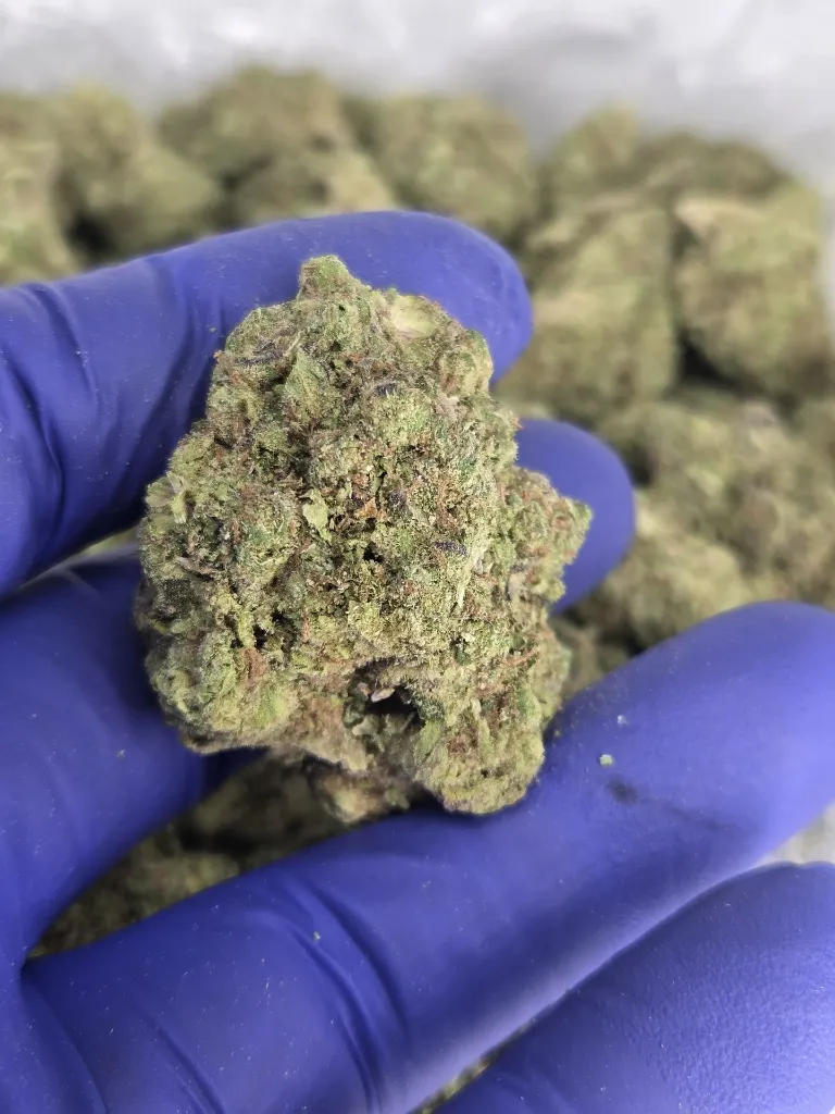 Paradise melts nug.webp