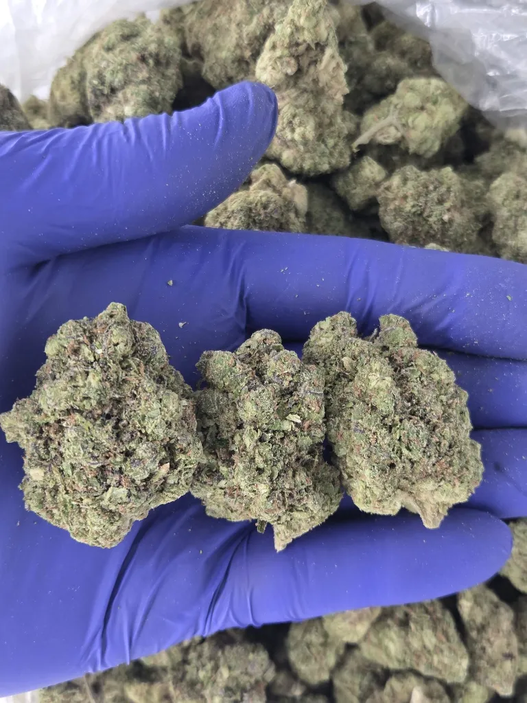 Paradise melts nugs.webp