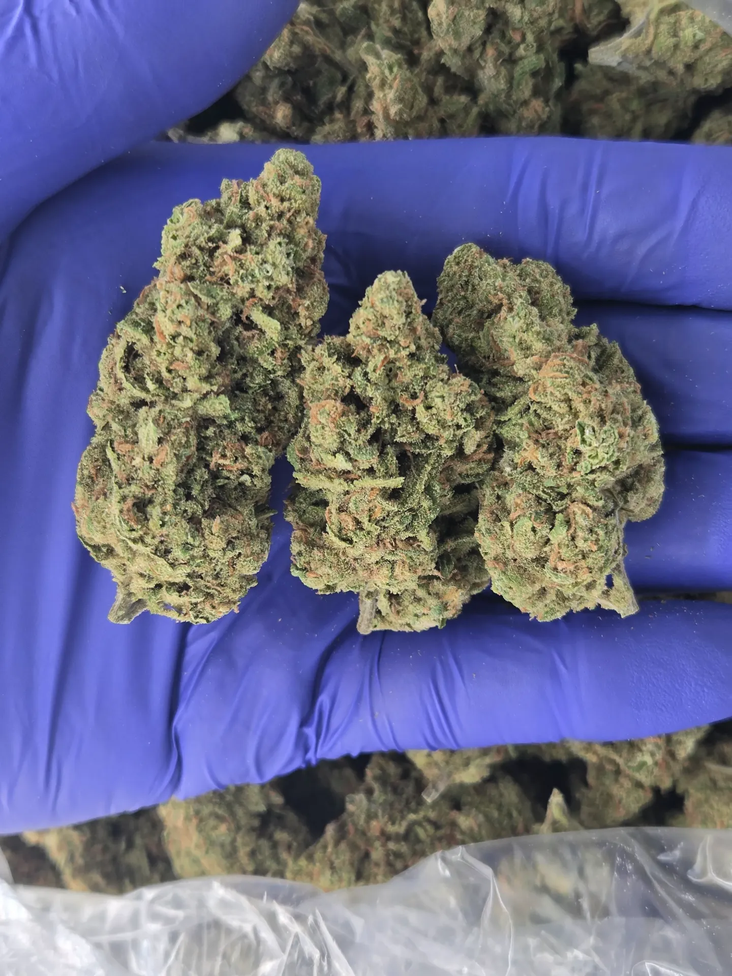 Blue Dream