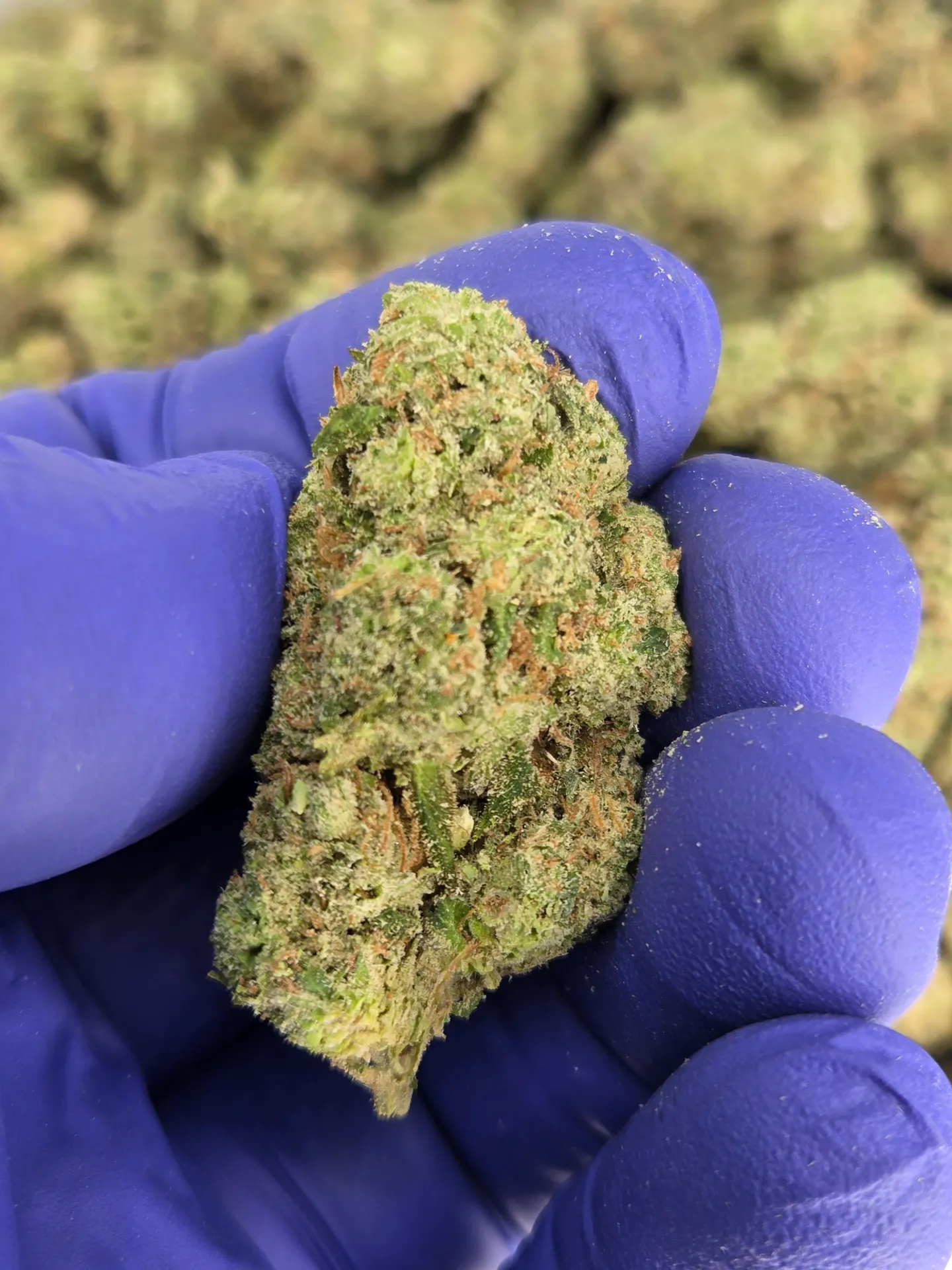 Mule Fuel